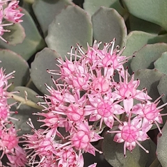 Hylotelephium sieboldii