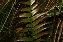 Telmatoblechnum indicum