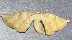 Parepisparis excusata