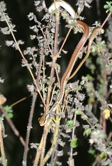 Dendrelaphis subocularis