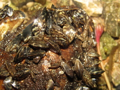 Dreissena polymorpha