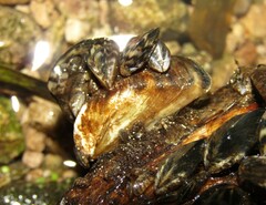 Dreissena polymorpha