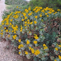 Senecio halimifolius