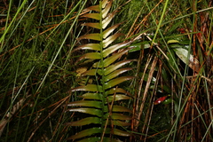 Telmatoblechnum indicum