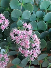 Hylotelephium sieboldii