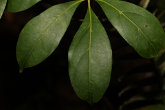 Cissus sterculiifolia