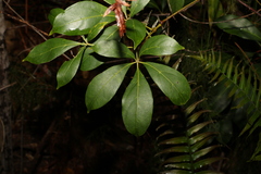 Cissus sterculiifolia