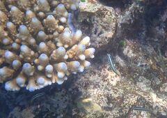 Thalassoma amblycephalus