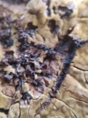 Coniophora puteana
