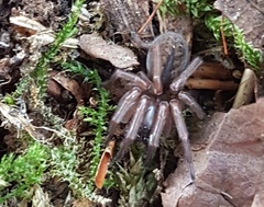 Coelotes atropos