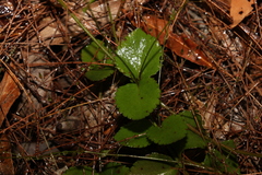 Gonocarpus micranthus
