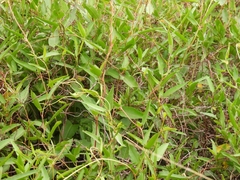 Muehlenbeckia sagittifolia