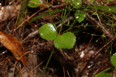 Gonocarpus micranthus