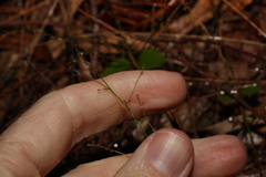 Gonocarpus micranthus