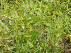 Muehlenbeckia sagittifolia