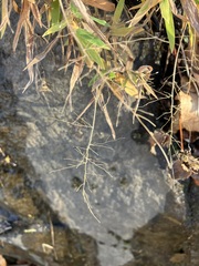 Dichanthelium lanuginosum