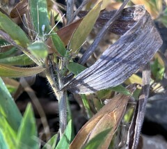 Dichanthelium lanuginosum