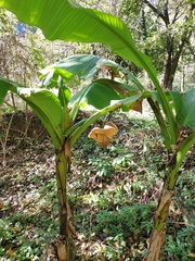Musa basjoo