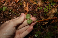 Gonocarpus micranthus