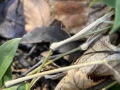 Dichanthelium lanuginosum