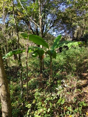 Musa basjoo