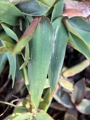 Dichanthelium lanuginosum