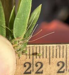 Dichanthelium lanuginosum