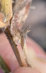 Dichanthelium lanuginosum