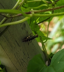 Catantopinae