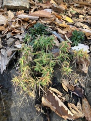 Dichanthelium lanuginosum