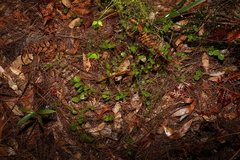 Gonocarpus micranthus