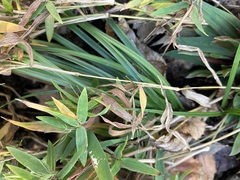 Dichanthelium lanuginosum