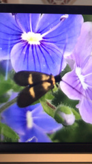Cauchas fibulella