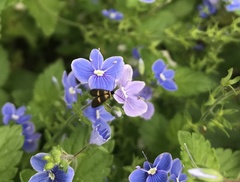 Cauchas fibulella