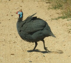 Numida meleagris coronatus