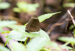 Mycalesis anaxias