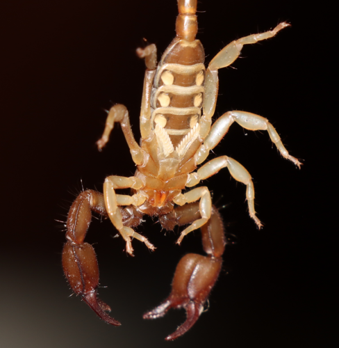 Trstski štipavac (Euscorpius tergestinus)
