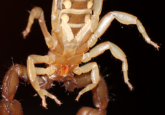 Euscorpius tergestinus