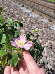 Rosa dumalis