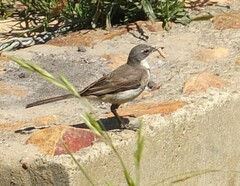 Motacilla capensis capensis