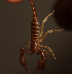 Euscorpius tergestinus