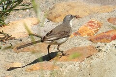 Motacilla capensis capensis