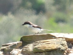 Lanius collaris collaris