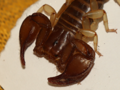 Euscorpius tergestinus