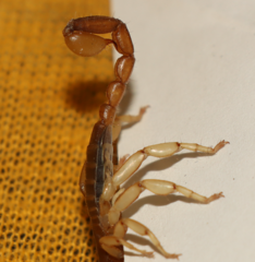 Euscorpius tergestinus