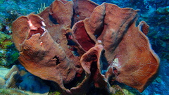 Petrosia pellasarca