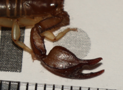 Euscorpius tergestinus