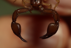 Euscorpius tergestinus