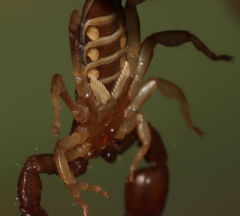 Euscorpius tergestinus