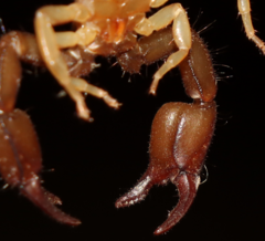 Euscorpius tergestinus
